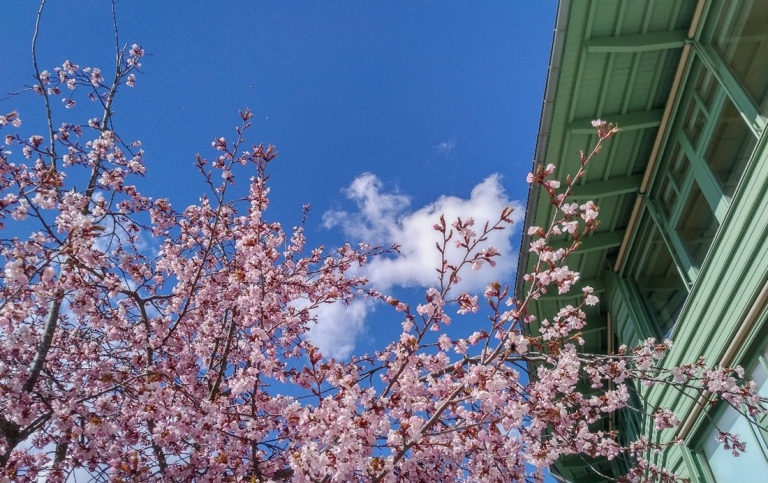 Cherry blossoms in full bloom against a blue sky, with a green building in the background.