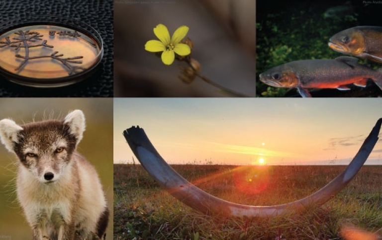 Composite of several photos, including a teri dish, a flower, fish, an arctic fox and mammoth tusk.