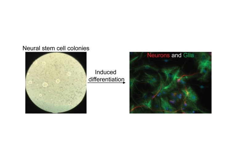 Schematic picture of stem cell differentiation