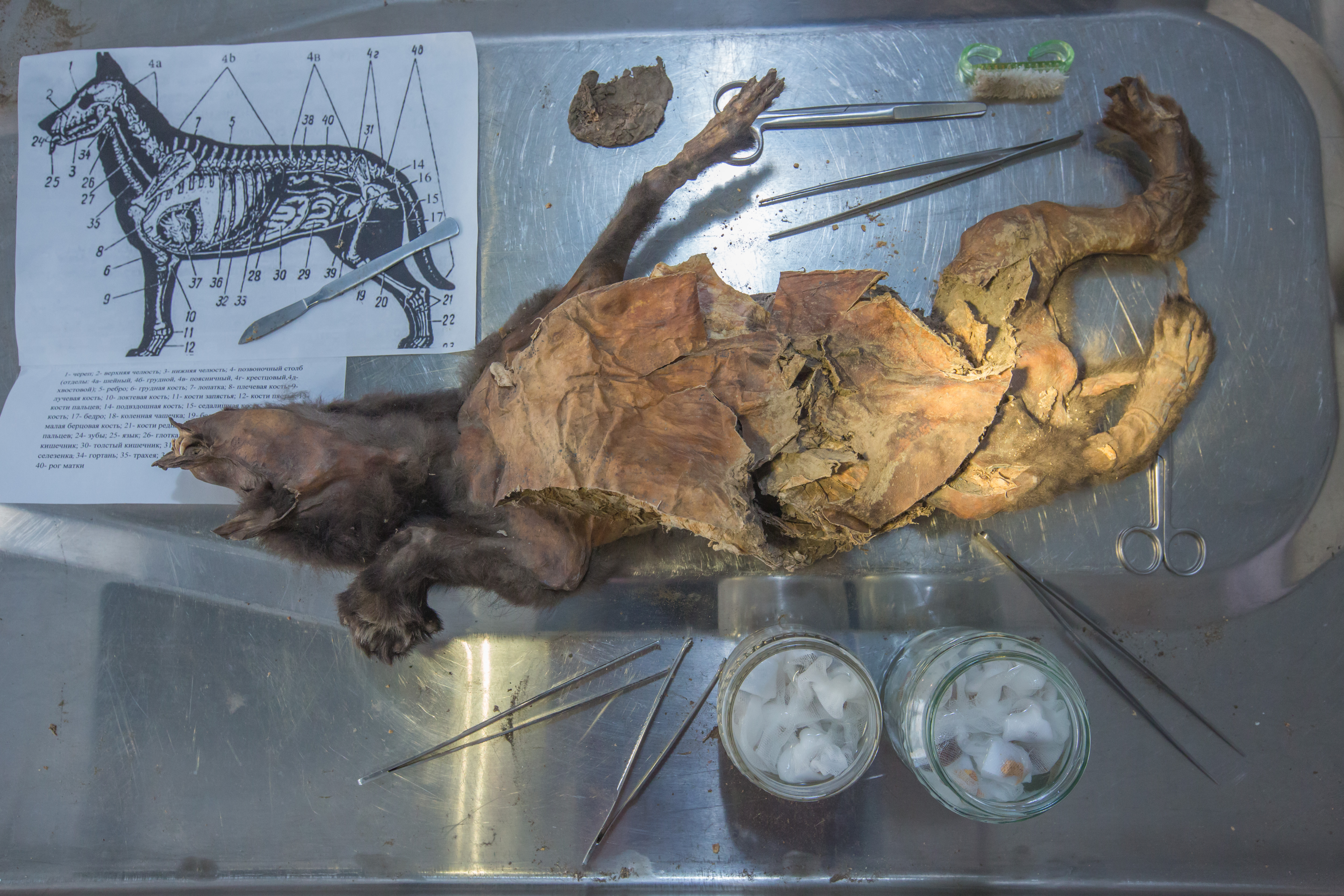 wolf puppy on dissection table