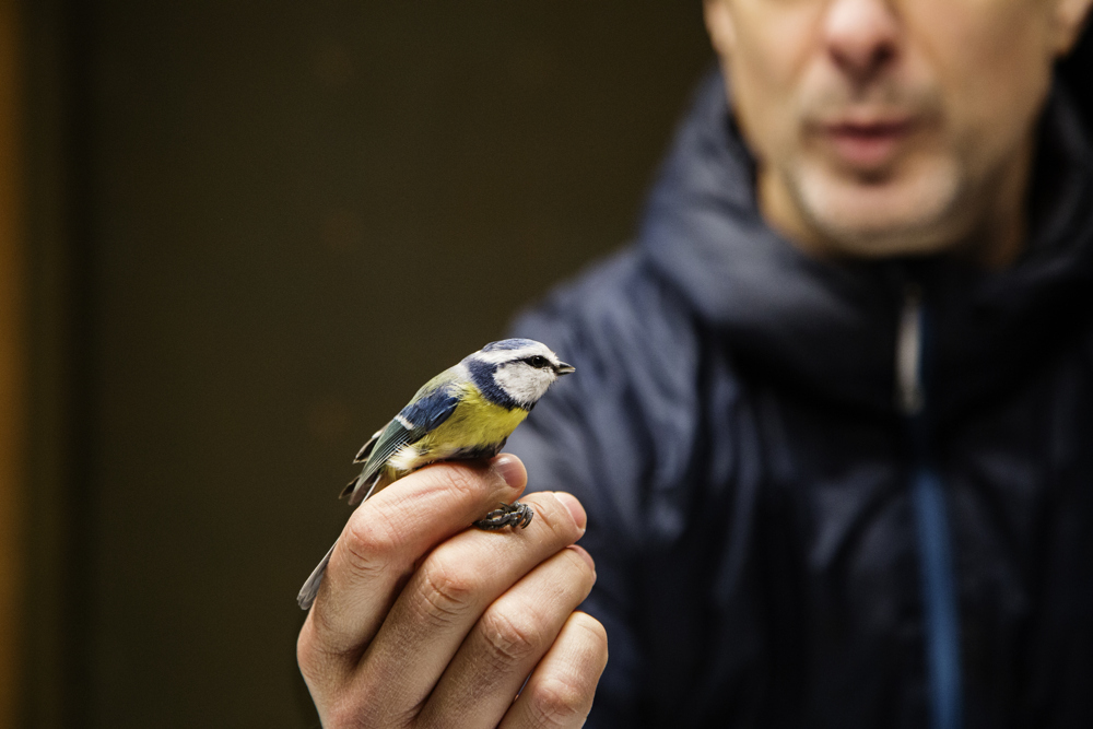A man holding a blue tit