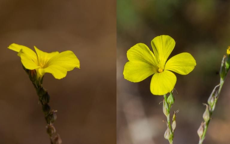 Short-styled and long-styled floral morphs of Linum tenue. Photograph by Benjamin Laenen and Aurélie