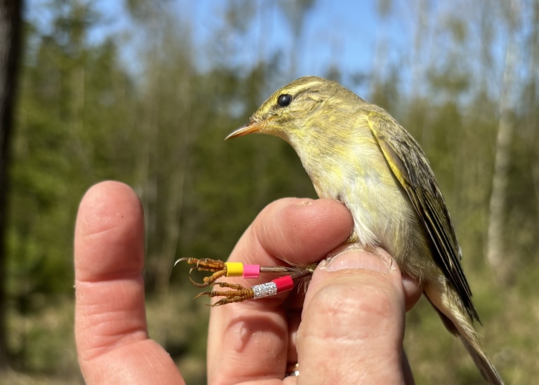 En ringmärkt fågel.