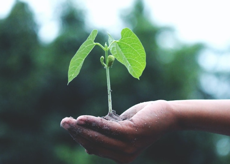 En hand som håller i en planta