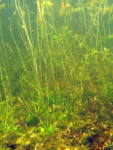 Artrik och högväxt vegetation i grund vik. Foto: Joakim Hansen