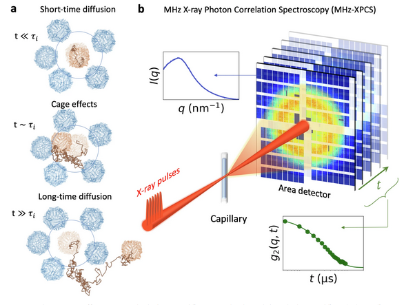 Ferritinproteinets molekylära dynamik vid olika tidsskalor. Schematisk bild av experimentet Megahertz X-ray Photon Correlation Spectroscopy (MHz-XPCS).