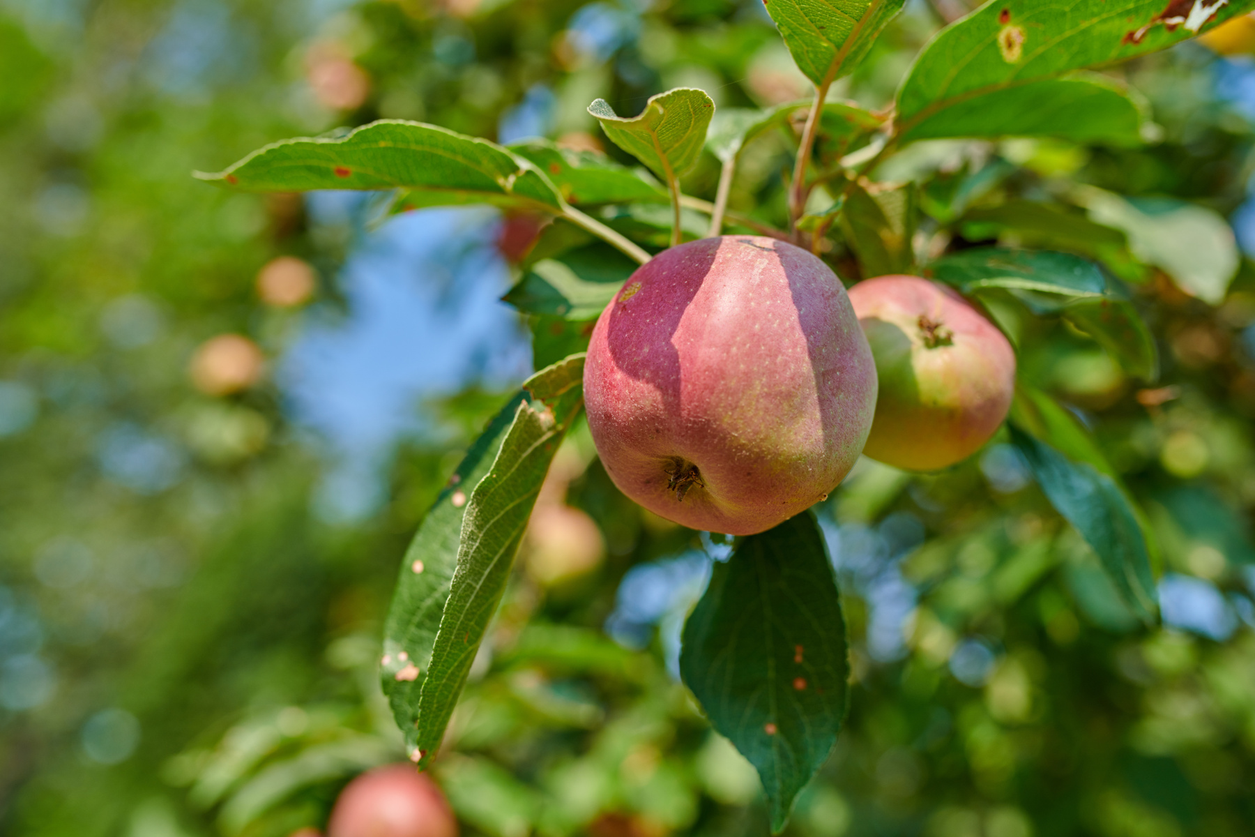 Apples
