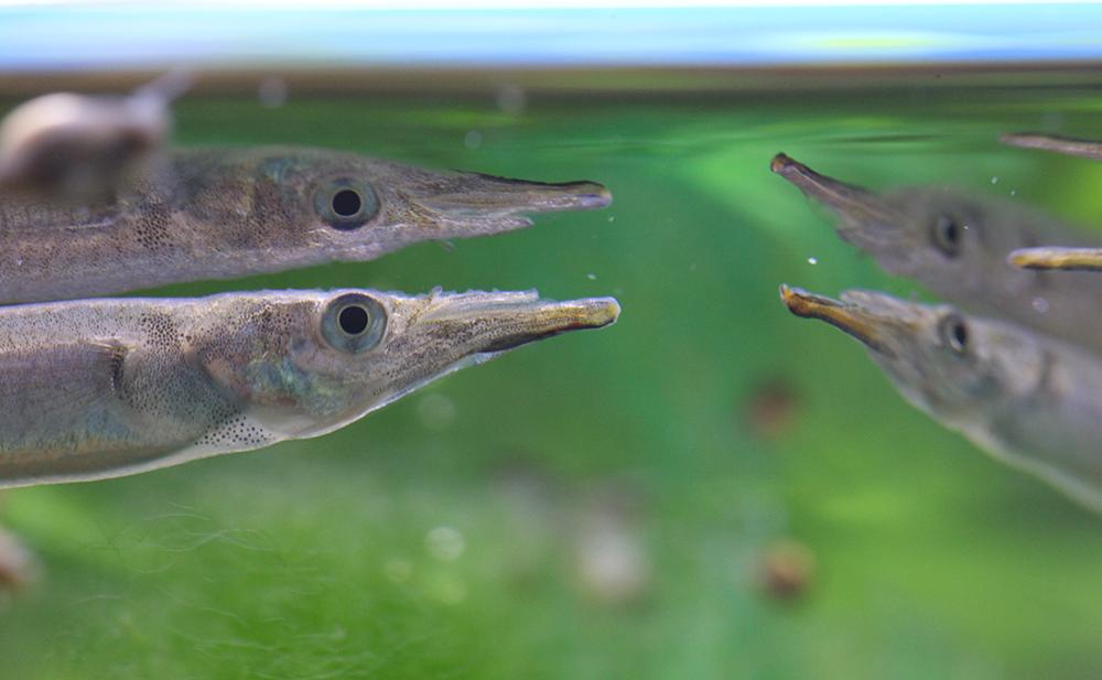 En halvnäbbfisk liggande vid vattenytan som speglar fisken så att det blir en dubbel bild.