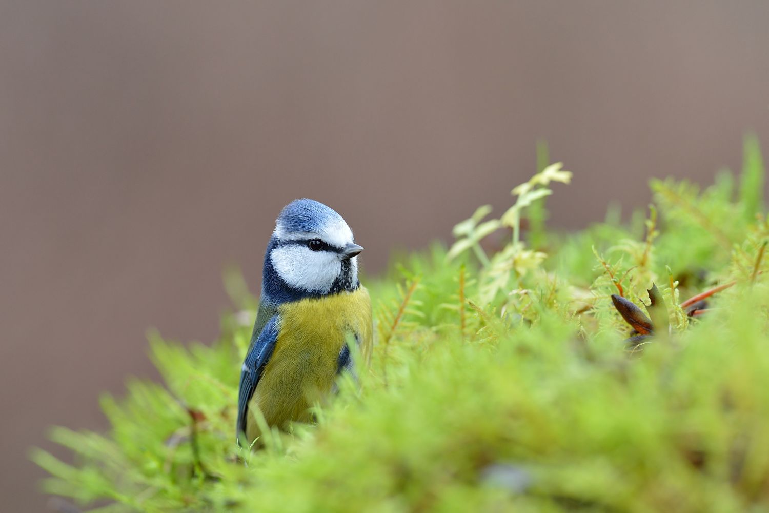 Blue Tit.