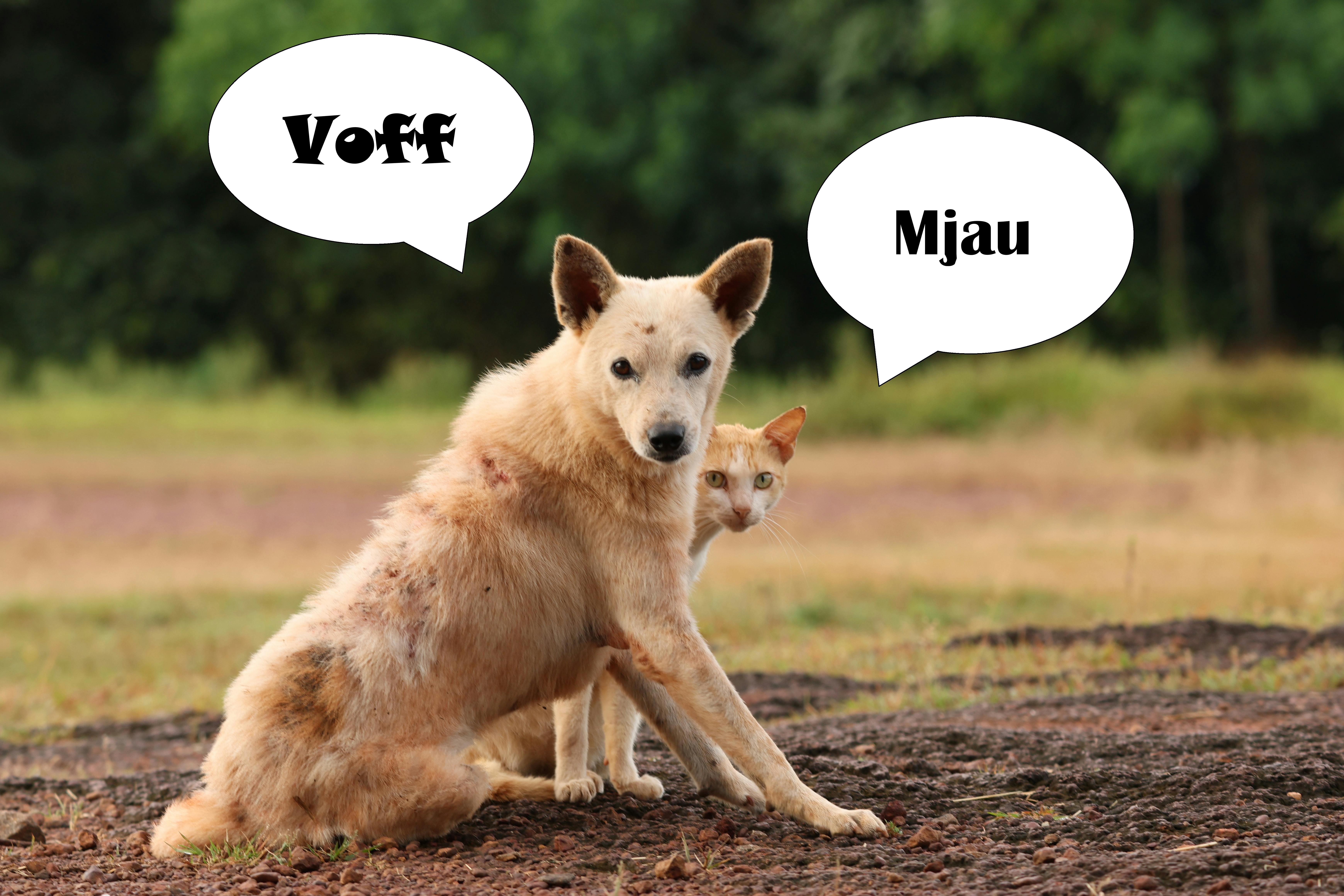 Hund och katt som säger voff och mjau