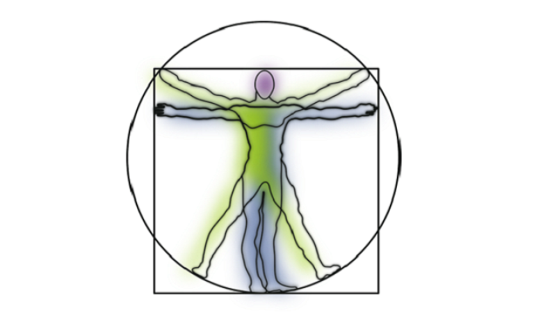 Humanfysiologi