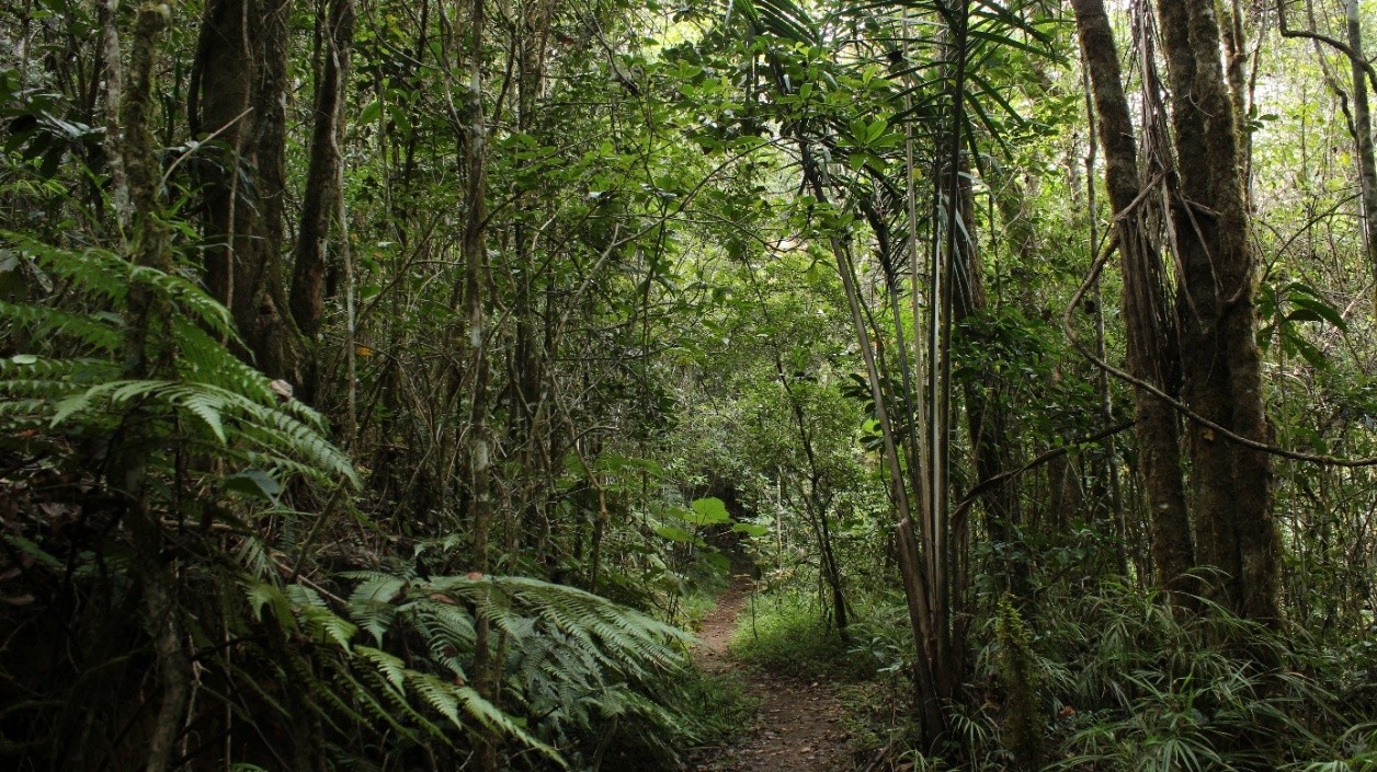 Lush humid highland rainforest in Andasibe, Madagascar.