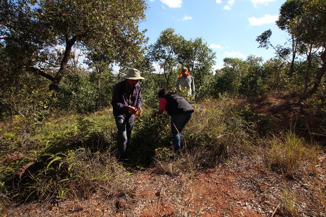 Researchers searching for one of three principal plant groups targeted during the fieldwork,the Erica species, alongside Uapaca and Peponidium.