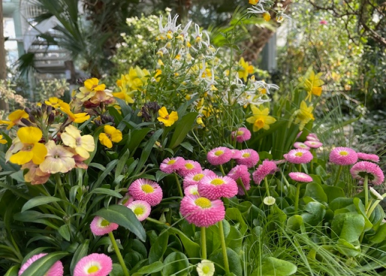 Easter flowers in the Edvard Anderson Censervatory