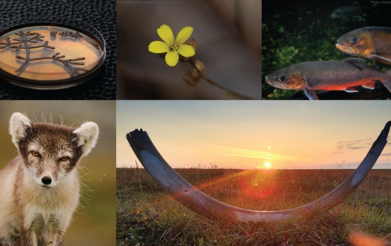 Composite of several photos, including a teri dish, a flower, fish, an arctic fox and mammoth tusk.