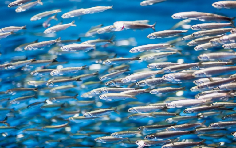 Close up of a school of fish.