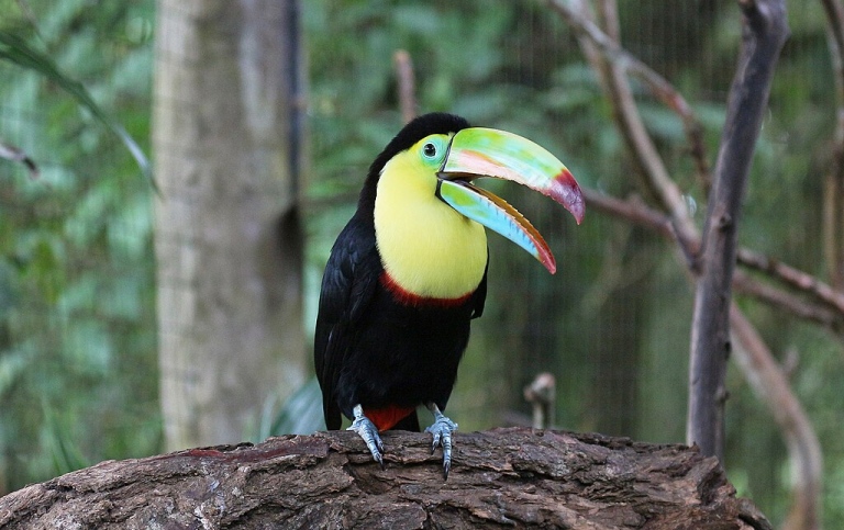 Tucán. Costa Rica. CC0 1.0, Wikimedia. Foto: Bernard Gagnon