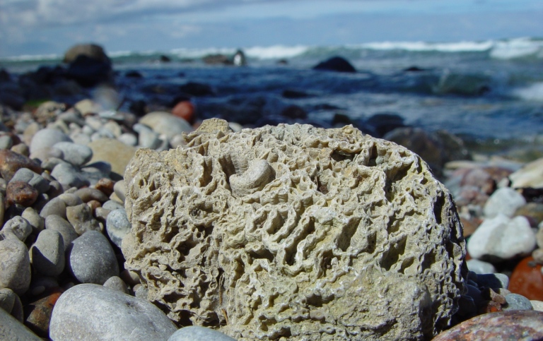 Kedjekorall (Halycites), ca 425 Ma, Gotland. Foto: Otto Hermelin