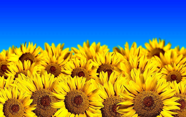 Sunflower field and a bright blue sky. Photo: Sandra Matic, MostPhotos