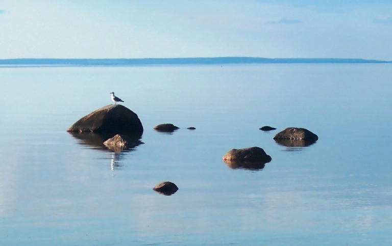 Måsar på sten i havet.