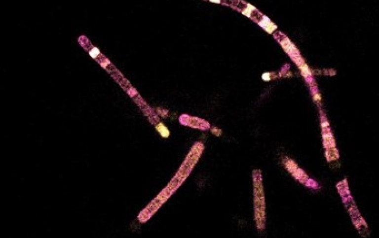 Fakultativ symbionten Richelia rhizosoleniae stam SC01