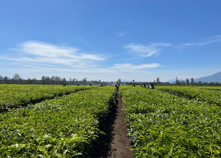 Teplantage i Papua Nya Guineas högländer
