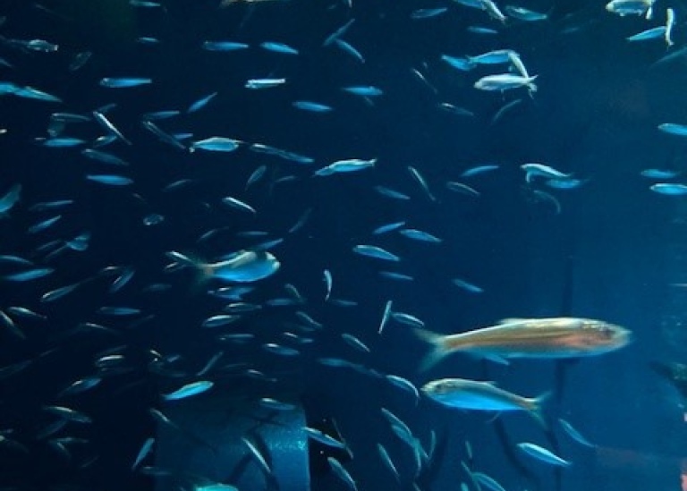 Herring. Photo: Anna Björn at the Skansen Baltic sea aquarium.