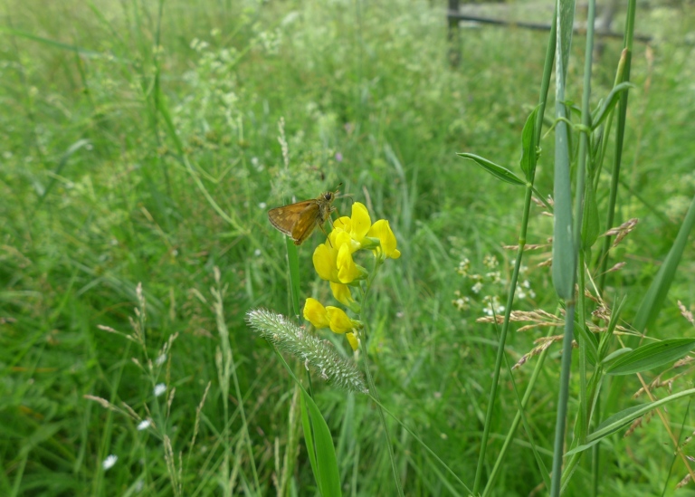 A pollinator in action