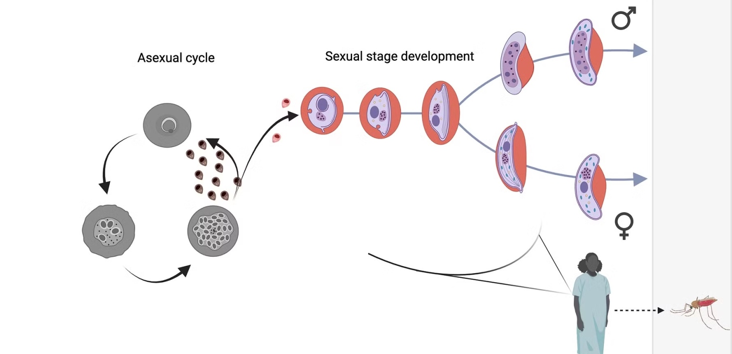 Schematiskt diagram för hur parasitens sexuella utvecklingen går till i människan.