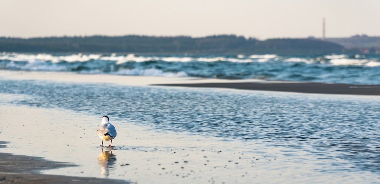 Tärna på stranden. Philip Deuss/Unsplash