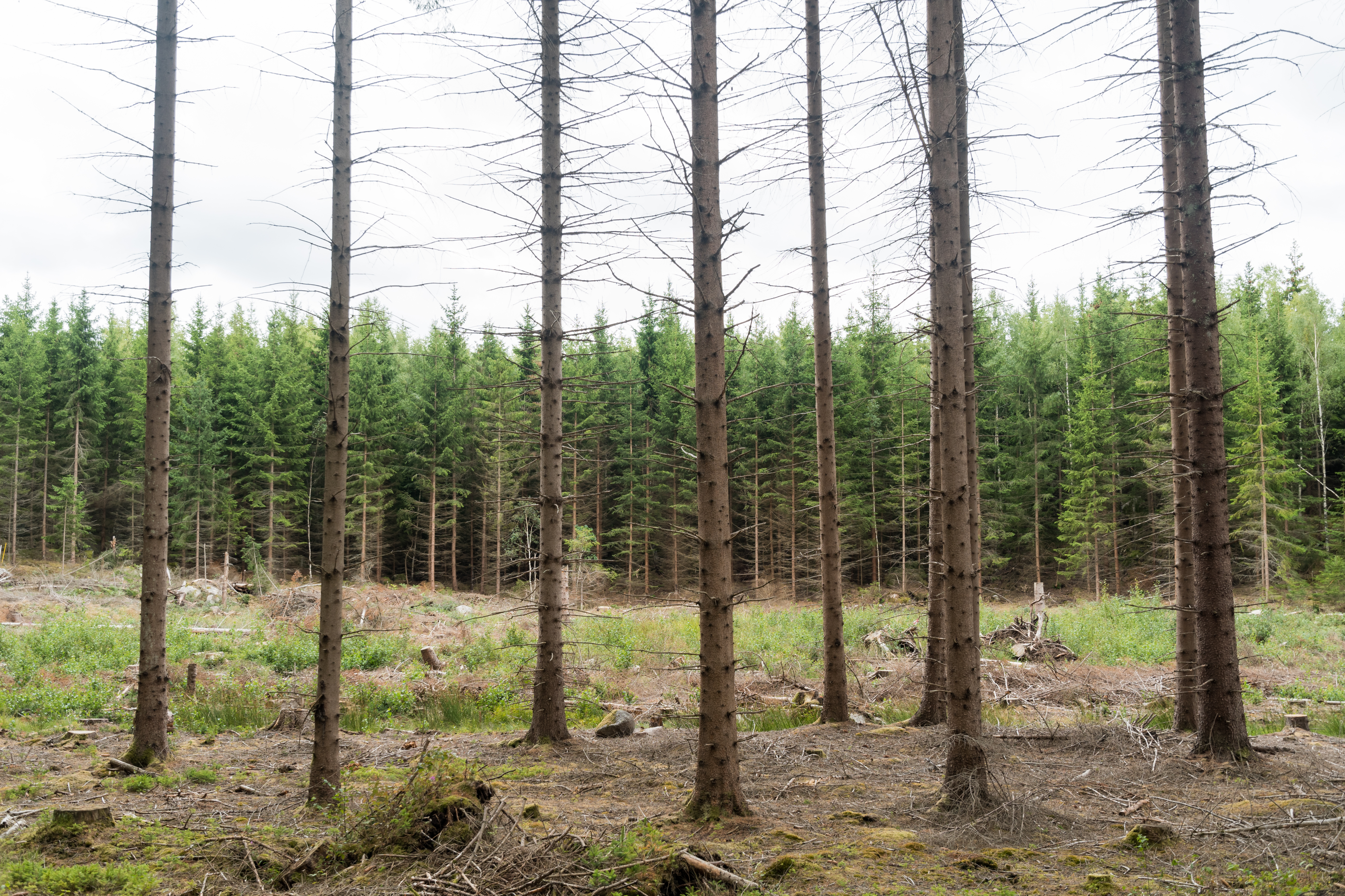 Spruce forest with trees of different ages, some dense and green while others have sparse or missing needles.