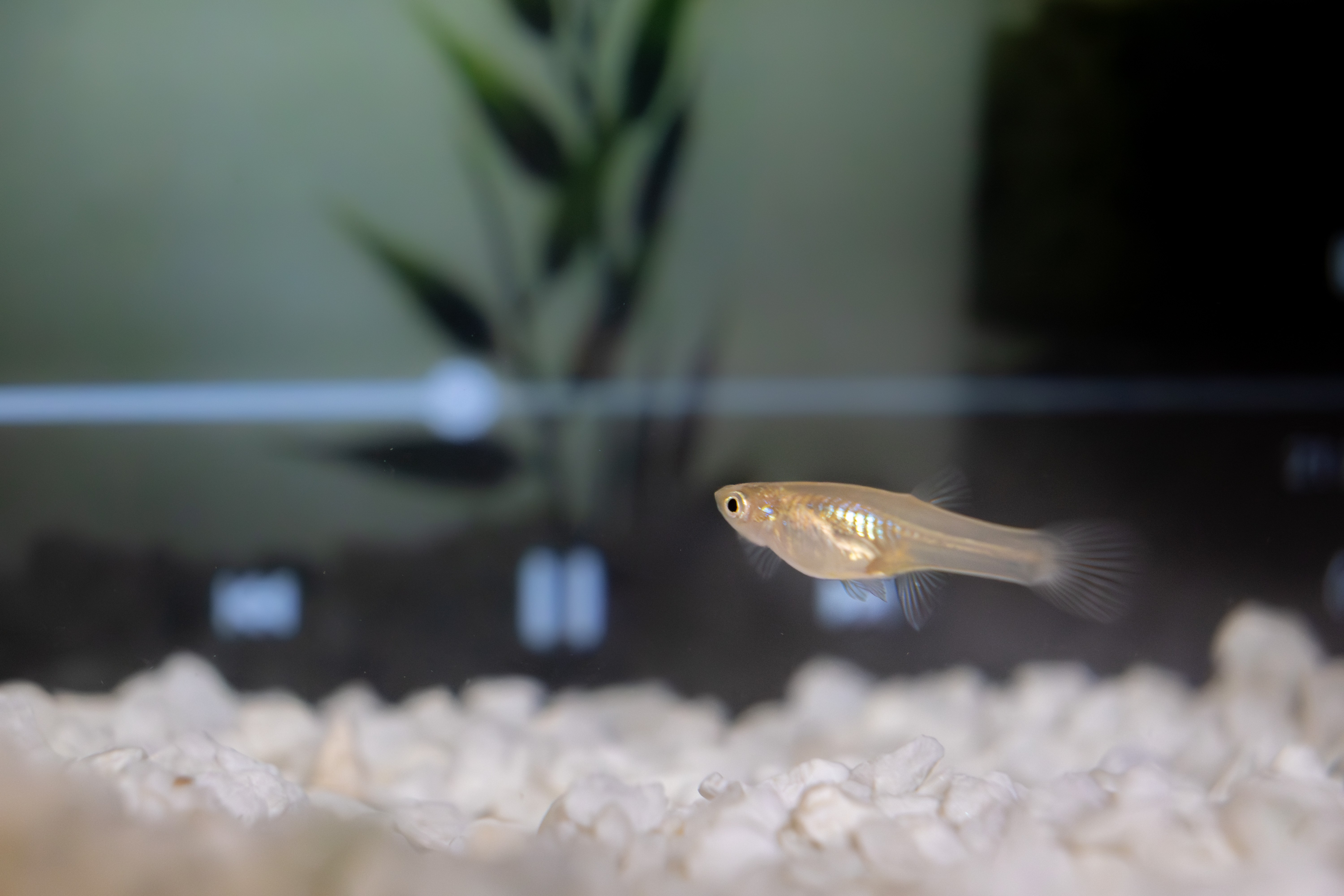 Ensam guppy i ett akvarium