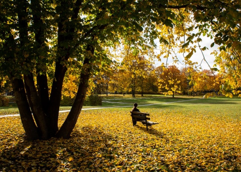 Student under ett träd på Frescati, Nationalstadsparken. Foto: Ingmarie Andersson.