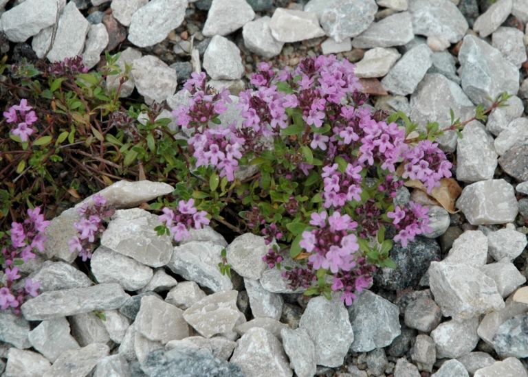 Backtimjan, Thymus serpyllum