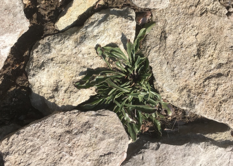 Bergskrabba, Globularia vulgaris