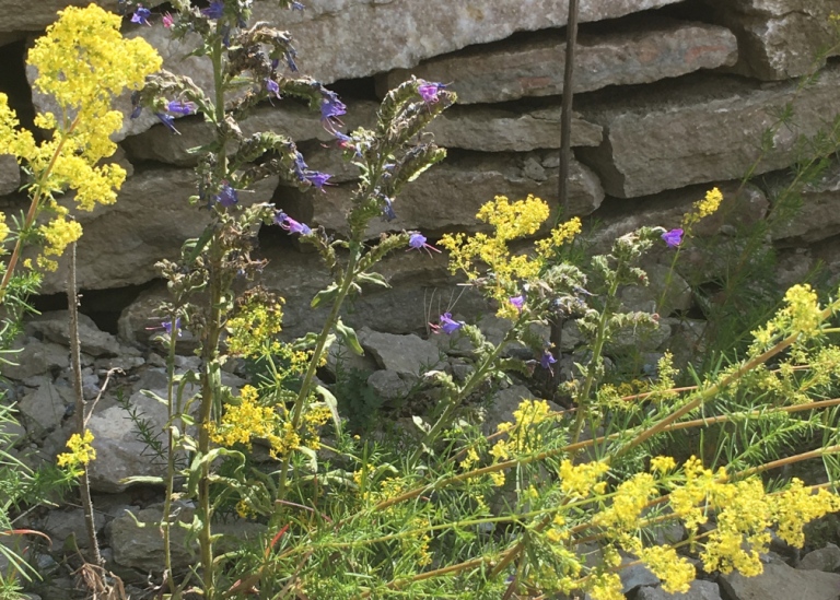 Gulmåra, Galium verum