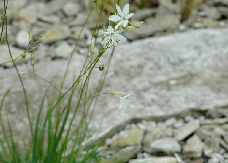 Liten sandlilja, Anthericum ramosum