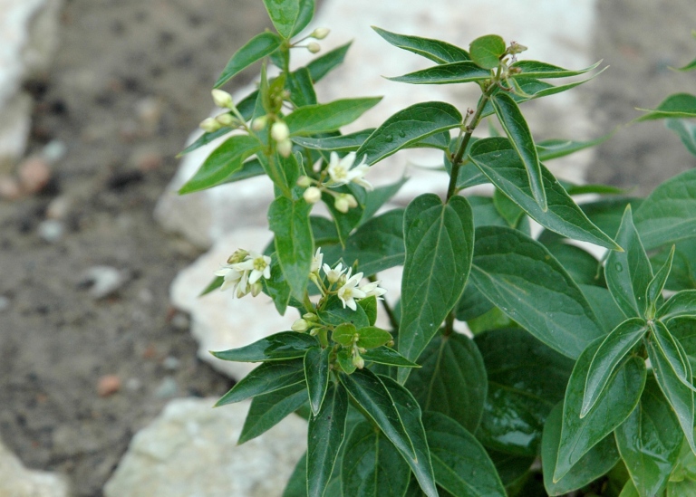 Tulkört, Vincetoxicum hirundinaria