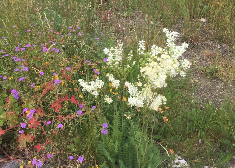 Brudbröd, Filipendula vulgaris