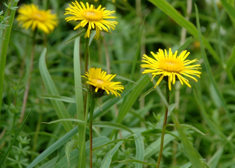 Krissla, Inula salicina