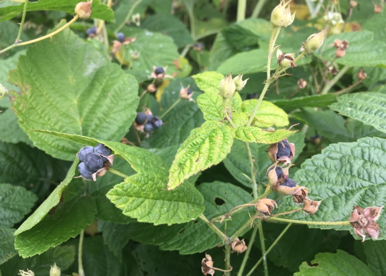 Blåhallon (Salmbär), Rubus caesius