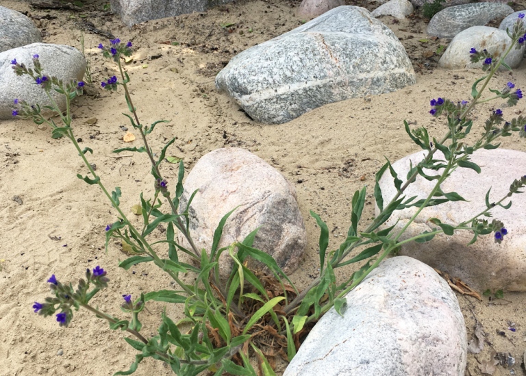 Oxtunga, Anchusa officinalis