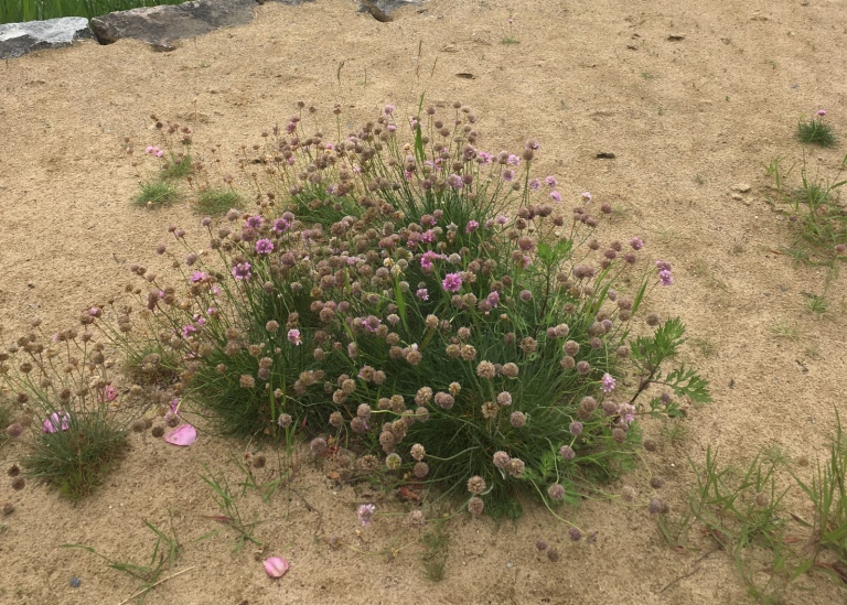 Trift, Armeria maritima