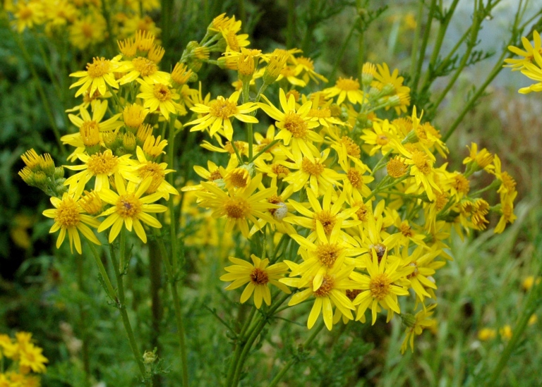 Stånds, Senecio jacobaea
