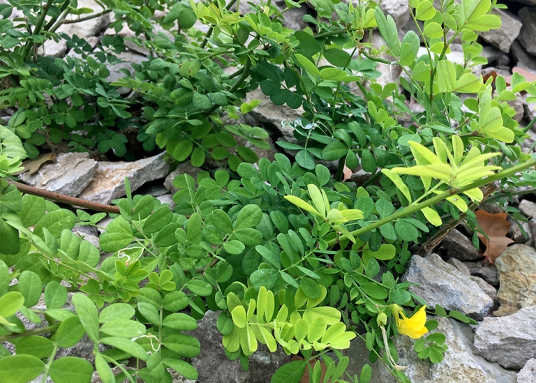 Gulkronill, Hippocrepis emerus