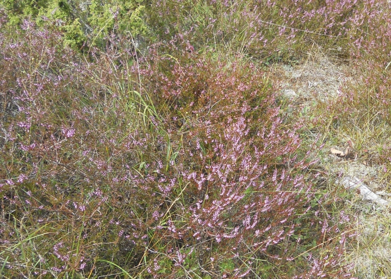 Ljung, Calluna vulgaris