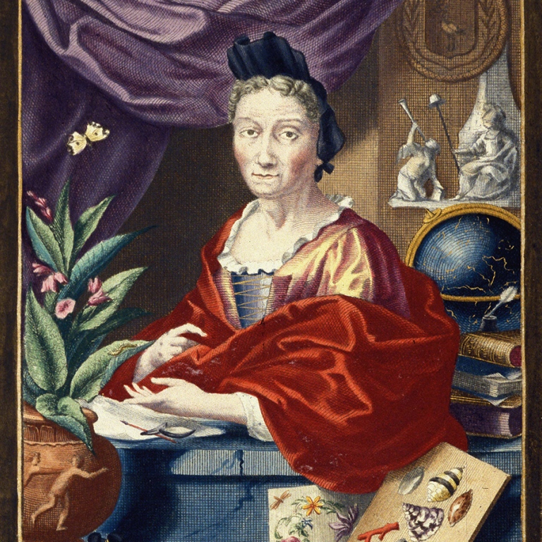 Bild av Maria Sibylla Merian i Erucarum ortus.