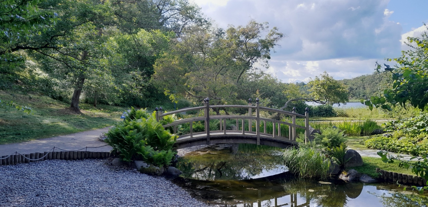 Picture of the Japanese pond