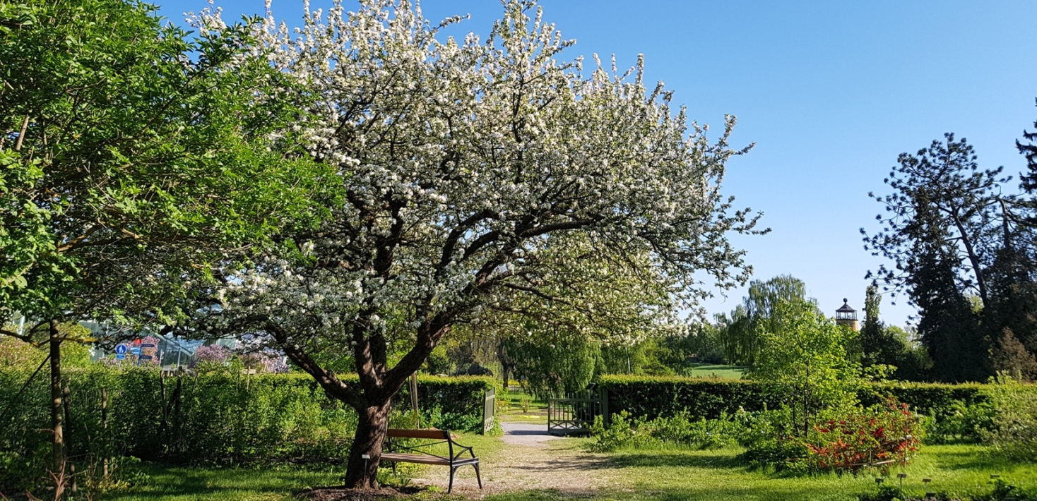 Orchard