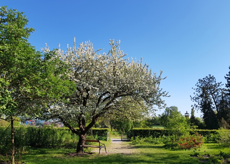 The Orchard